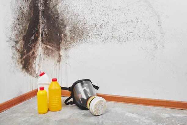 Best Same-Day Mold Removal  in Colby, KS