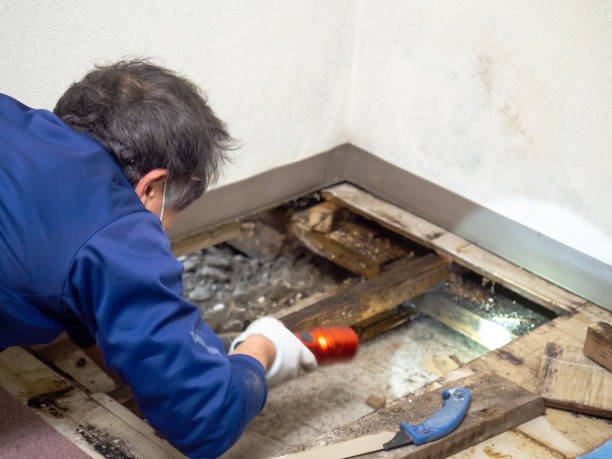 Best Mold Testing  in Colby, KS