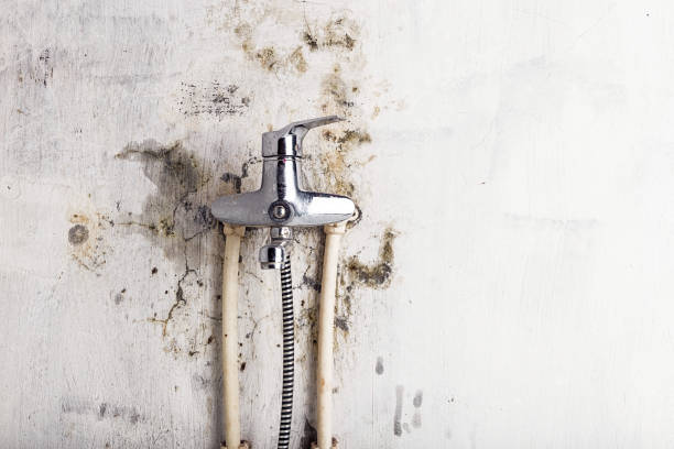 Best Mold Removal Company Near Me  in Colby, KS