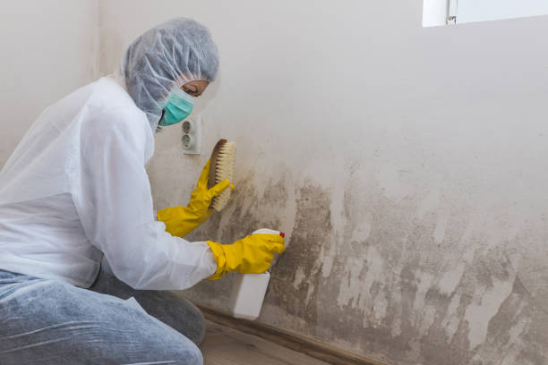 Mold Removal and Inspection in Colby, KS