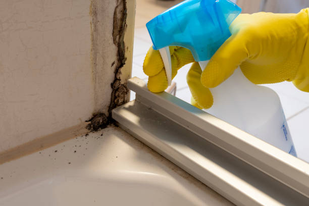 Best Emergency Mold Removal  in Colby, KS