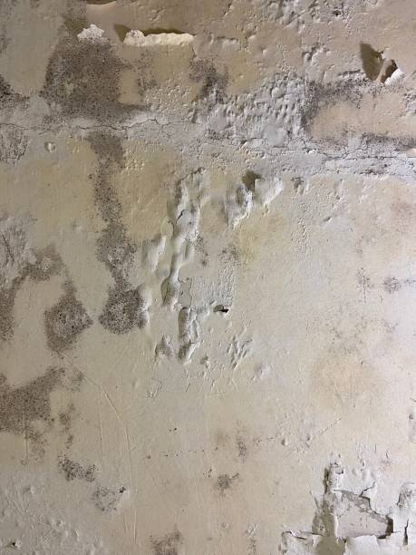 Best Office Mold Removal Services  in Colby, KS