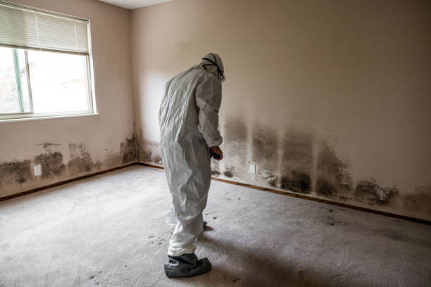 Best Certified Mold Removal  in Colby, KS