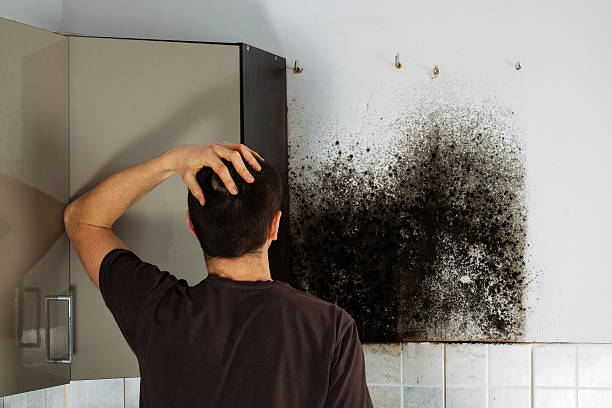  Colby, KS Mold Removal Pros