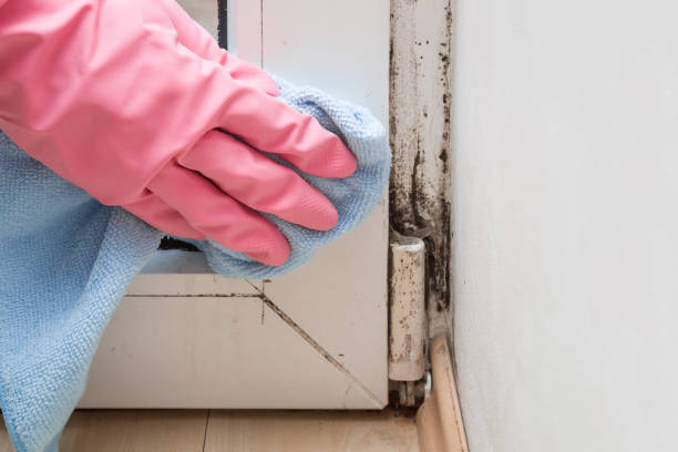 Best Mold Damage Repair  in Colby, KS