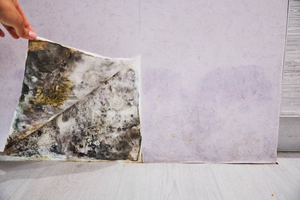 Best Affordable Mold Removal  in Colby, KS